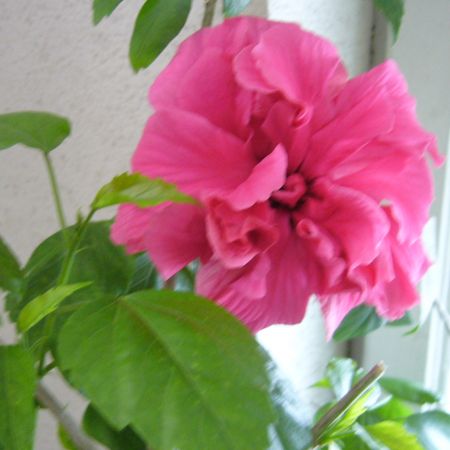 hibiscus